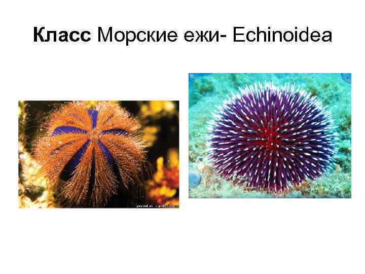 Класс Морские ежи- Echinoidea 