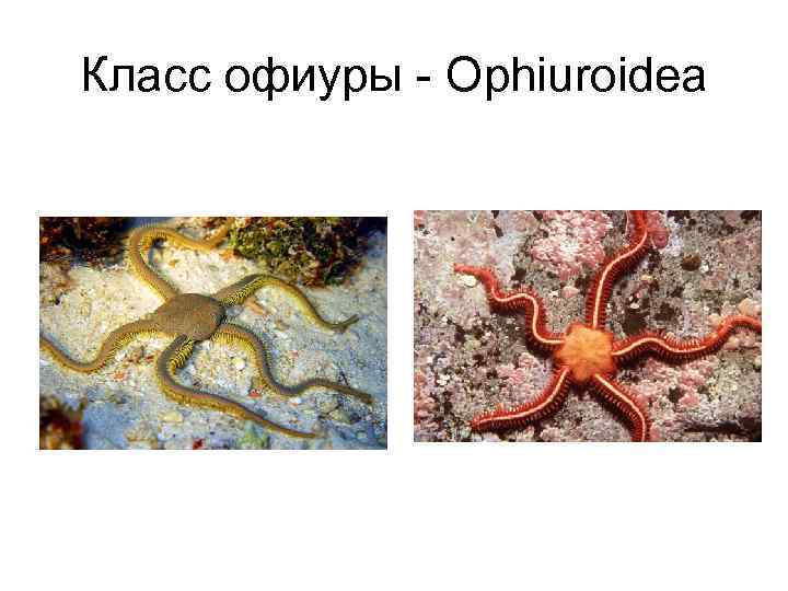 Класс офиуры - Ophiuroidea 