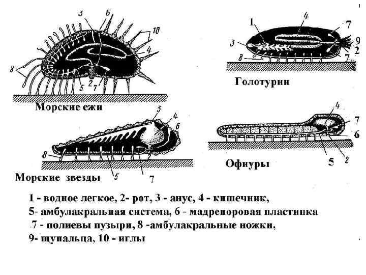 Морские ежи строение