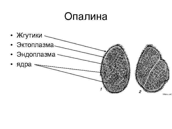 Опалина • • Жгутики Эктоплазма Эндоплазма ядра 