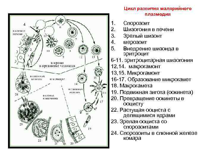 Цикл развития малярийного плазмодия схема 7 класс