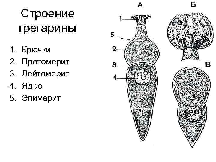 Строение грегарины 1. 2. 3. 4. 5. Крючки Протомерит Дейтомерит Ядро Эпимерит 5 