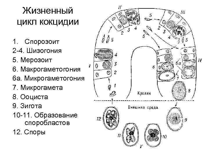 Скачать Proteus