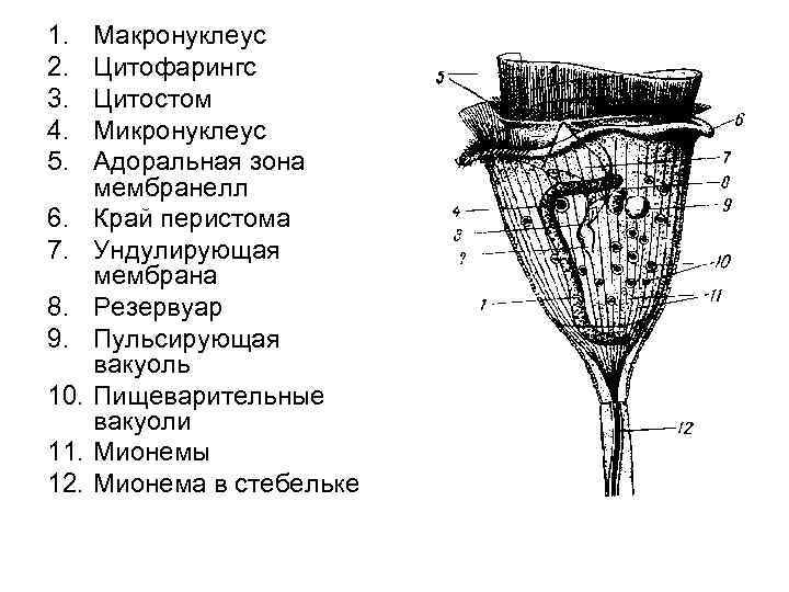 1. 2. 3. 4. 5. 6. 7. 8. 9. 10. 11. 12. Макронуклеус Цитофарингс