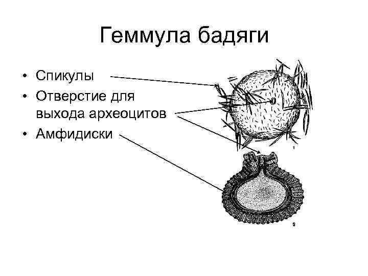 Геммула бадяги • Спикулы • Отверстие для выхода археоцитов • Амфидиски 