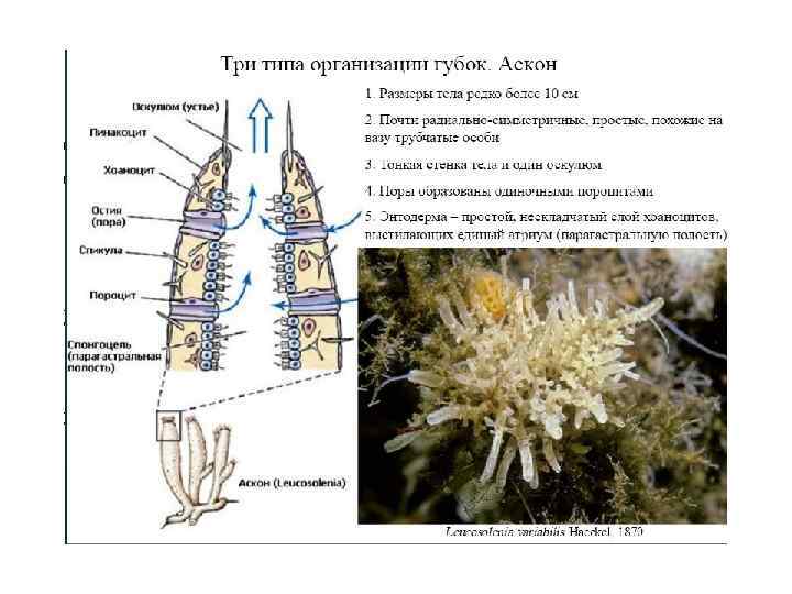 Сикон Общий вид губки со вскрытой парагастральной полостью: 1. Устье 2. Атриальная (парагастральна я)