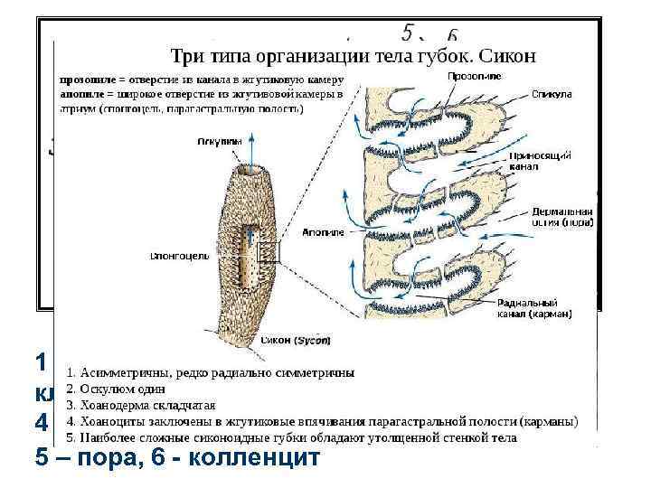 Протея варфрейм способности