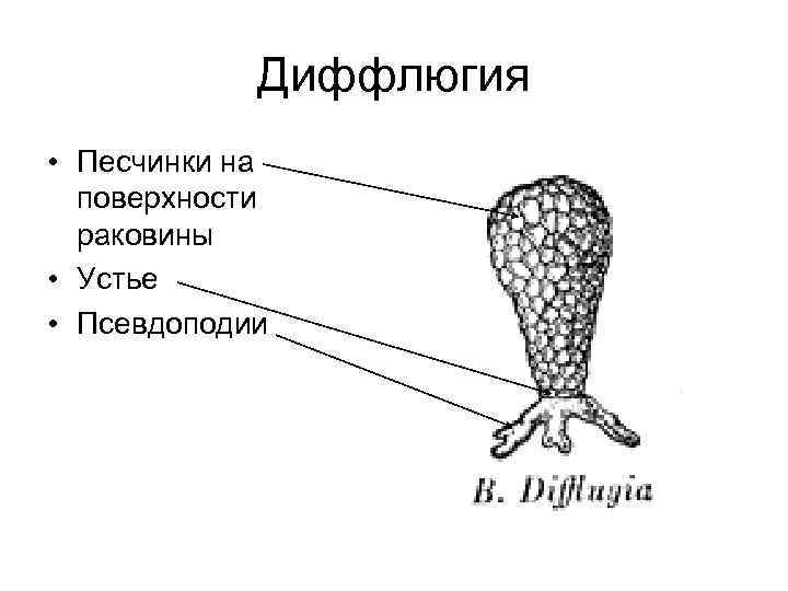 На рисунке изображен процесс в ходе которого псевдоподии