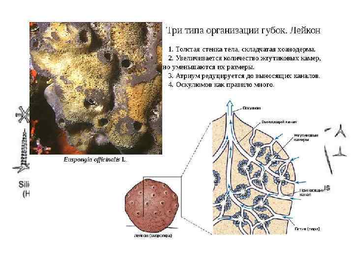 Типы спикул 