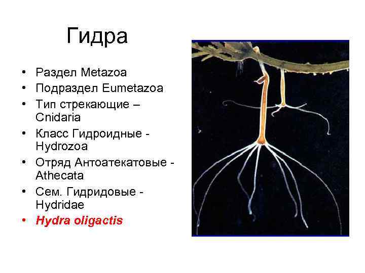 Гидра • Раздел Metazoa • Подраздел Eumetazoa • Тип стрекающие – Cnidaria • Класс