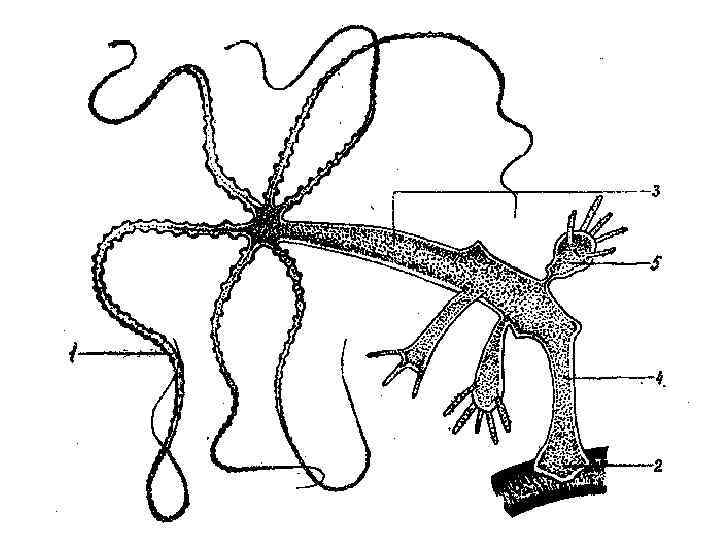 Животное изображенное на рисунке отличается от кишечнополостных паразитическим образом