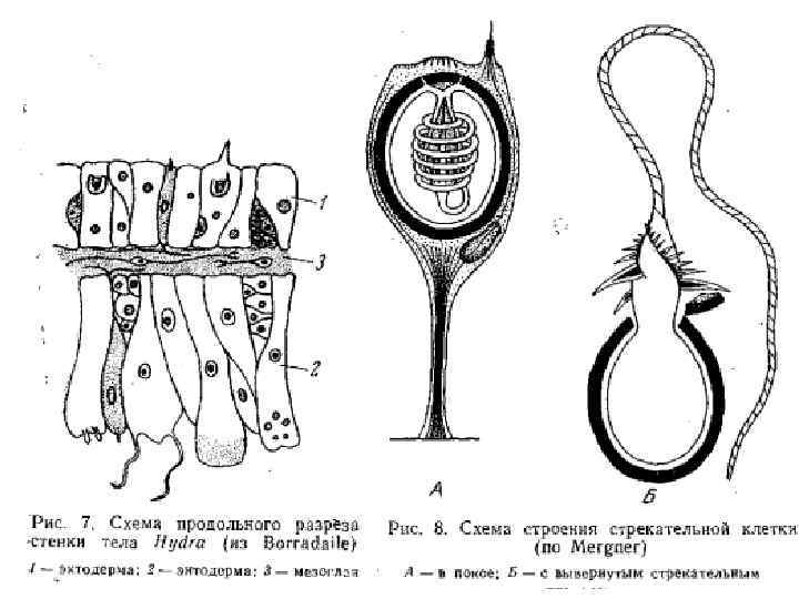 Стрекательные клетки рисунок. Стрекательная клетка гидры рисунок. Схема строения стрекательной клетки рис 38. Стрекающие клетки кишечнополостных. Стрекающие клетки гидры.