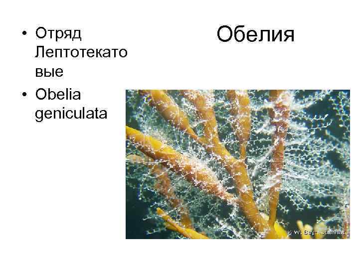  • Отряд Лептотекато вые • Obelia geniculata Обелия 