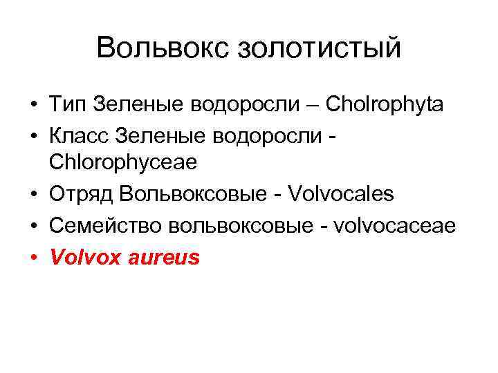 Вольвокс золотистый • Тип Зеленые водоросли – Cholrophyta • Класс Зеленые водоросли Chlorophyceae •