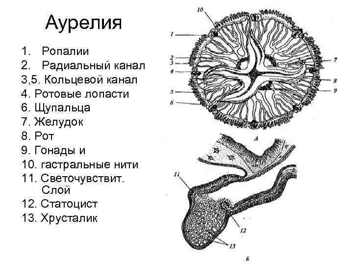 Аурелия 1. Ропалии 2. Радиальный канал 3, 5. Кольцевой канал 4. Ротовые лопасти 6.