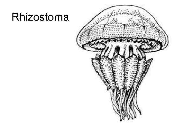 Rhizostoma 