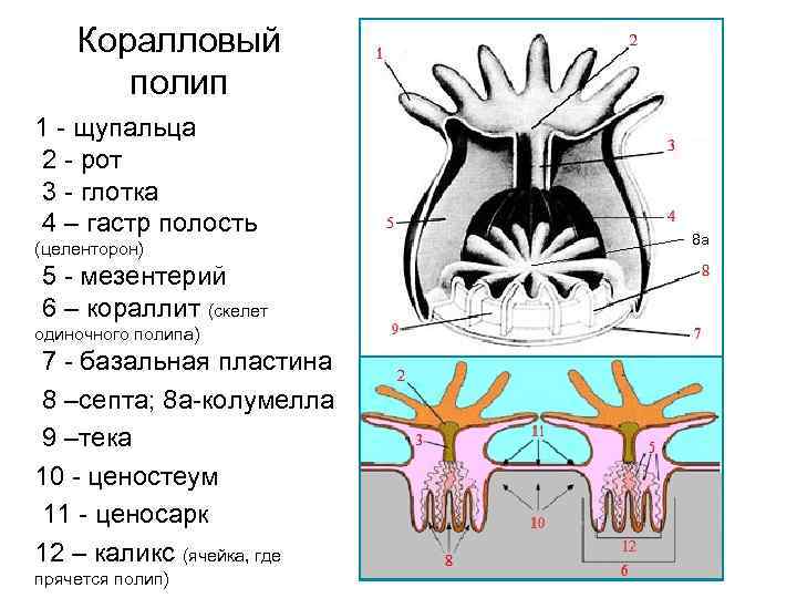 Коралловый полип 1 - щупальца 2 - рот 3 - глотка 4 – гастр