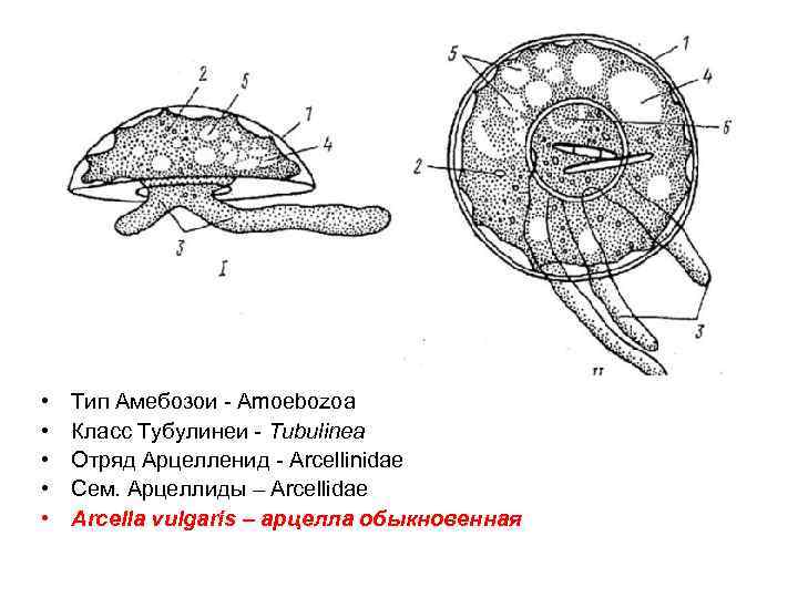  • • • Тип Амебозои - Amoebozoa Класс Тубулинеи - Tubulinea Отряд Арцелленид