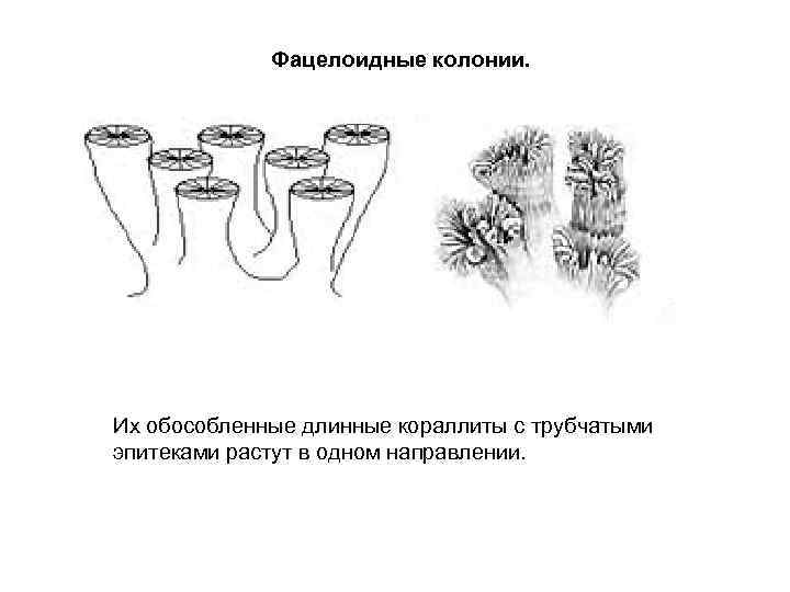 Фацелоидные колонии. Их обособленные длинные кораллиты с трубчатыми эпитеками растут в одном направлении. 