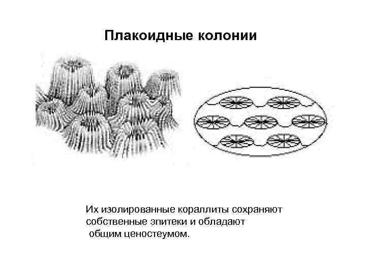 Плакоидные колонии Их изолированные кораллиты сохраняют собственные эпитеки и обладают общим ценостеумом. 