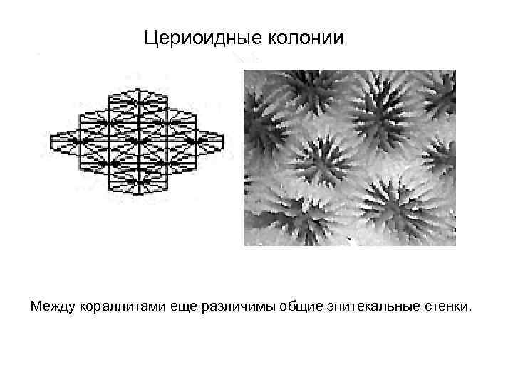 Цериоидные колонии Между кораллитами еще различимы общие эпитекальные стенки. 