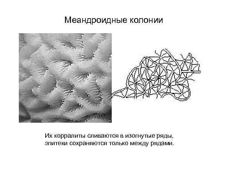 Меандроидные колонии Их корралиты сливаются в изогнутые ряды, эпитеки сохраняются только между рядами. 