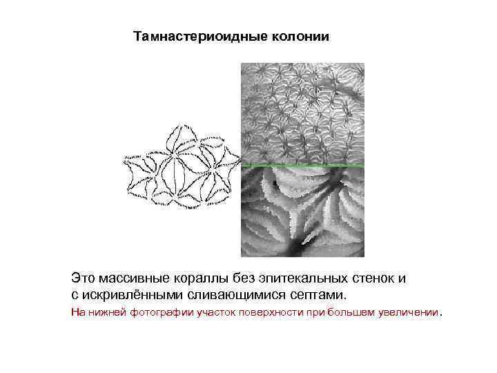 Тамнастериоидные колонии Это массивные кораллы без эпитекальных стенок и с искривлёнными сливающимися септами. На