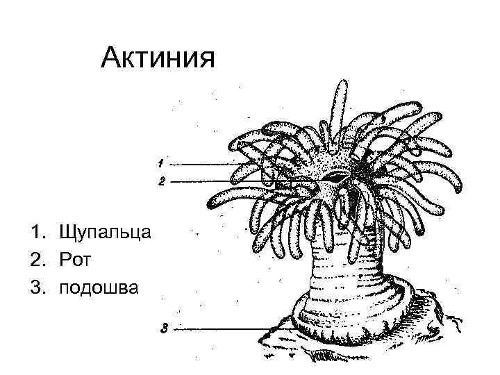 Актиния 1. Щупальца 2. Рот 3. подошва 