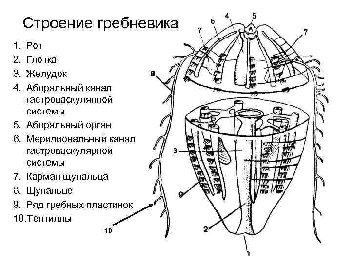 Строение гребневика 1. 2. 3. 4. Рот Глотка Желудок Аборальный канал гастроваскулянной системы 5.