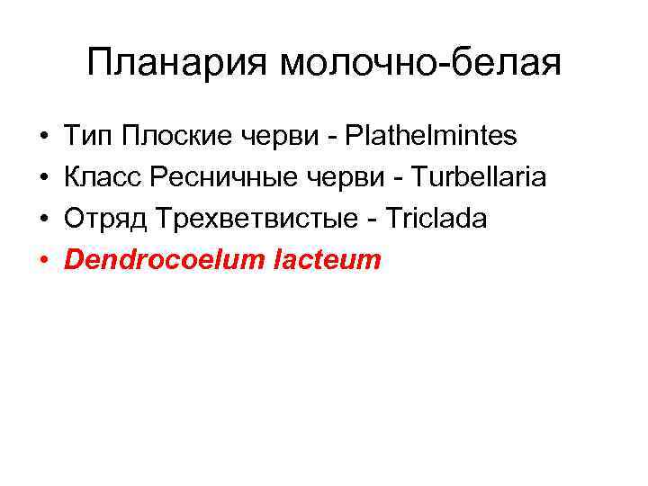 Планария молочно-белая • • Тип Плоские черви - Plathelmintes Класс Ресничные черви - Turbellaria