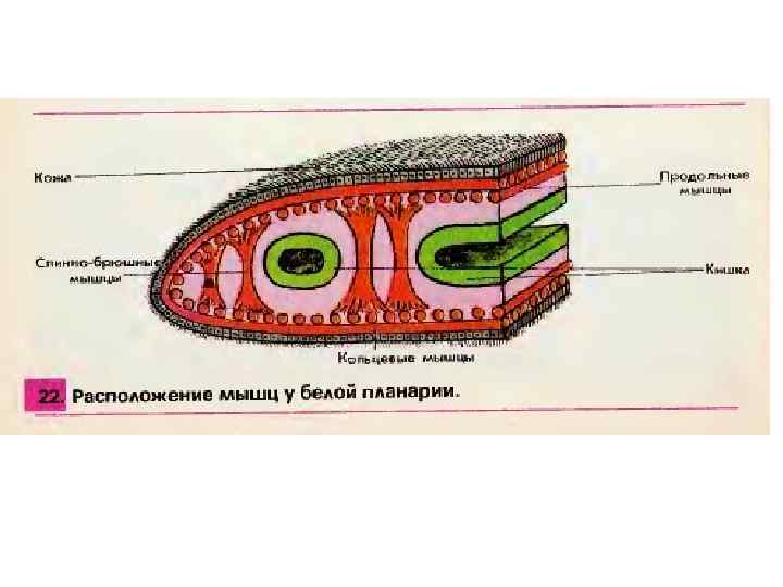 Кожно мускульный мешок рисунок. Поперечный разрез тела белой планарии. Поперечный срез тела белой планарии. Поперечный раздел тела белой планарии. Поперечный срез плоского червя.