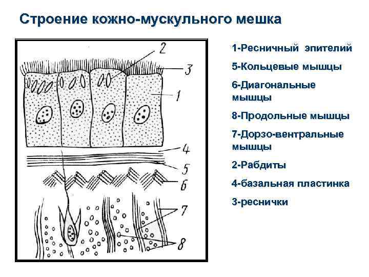 Строение кожно мышечного анализатора