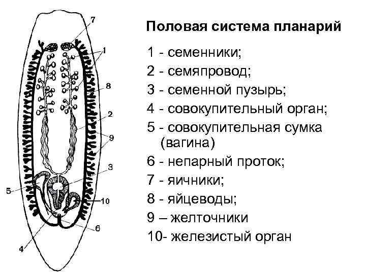 Белая планария схема