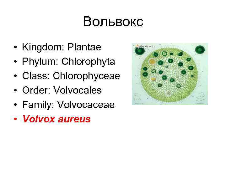 Вольвокс • • • Kingdom: Plantae Phylum: Chlorophyta Class: Chlorophyceae Order: Volvocales Family: Volvocaceae