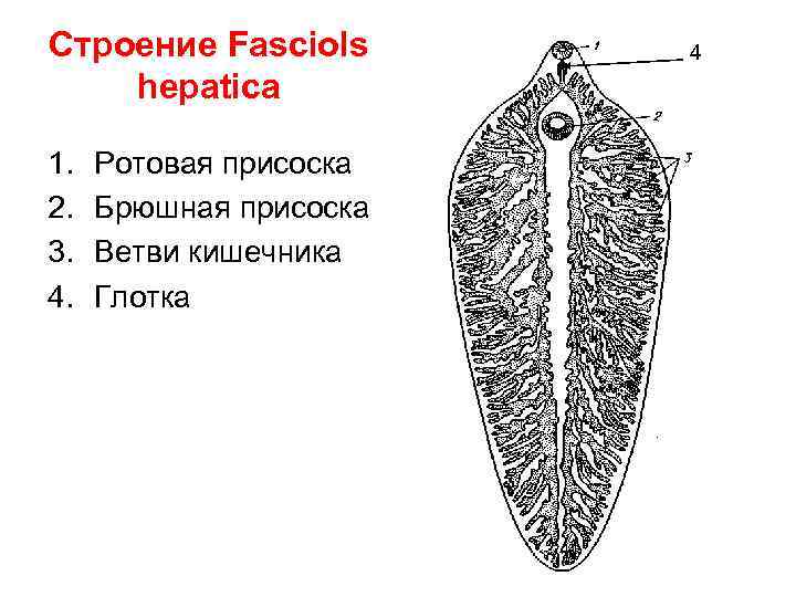 Строение Fasciols hepatica 1. 2. 3. 4. Ротовая присоска Брюшная присоска Ветви кишечника Глотка