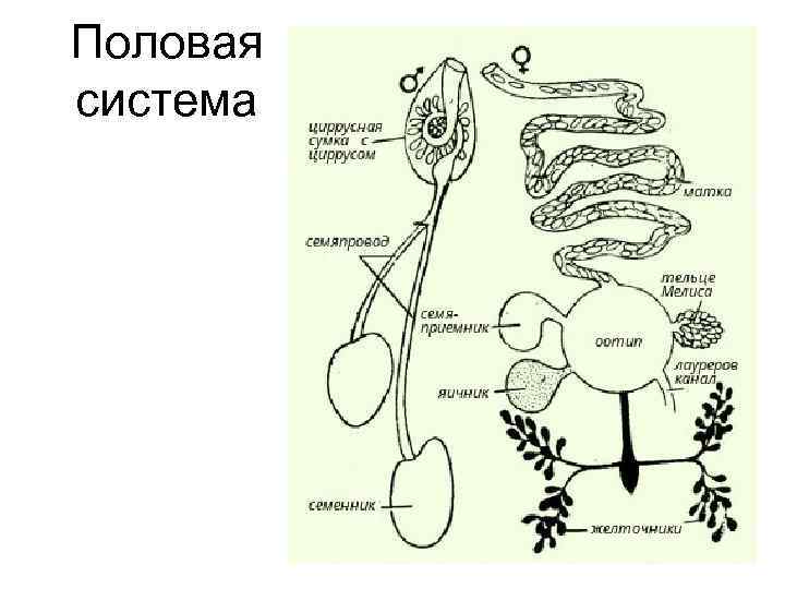 Половая система 