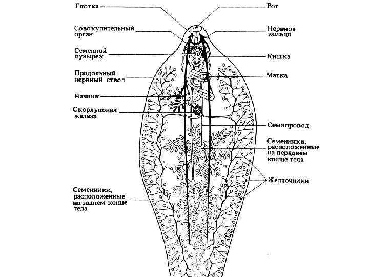 Строение сосальщика. Строение яйца печеночного сосальщика. Сосальщики нервная система схема. Строение печеночного сосальщика тегумент. Нервная система печеночного сосальщика.