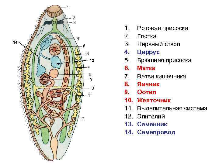 Схема строения сосальщика