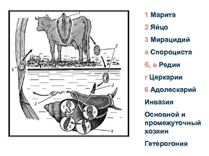 1 Марита 2 Яйцо 3 Мирацидий а Спороциста б, в Редии г Церкарии 6