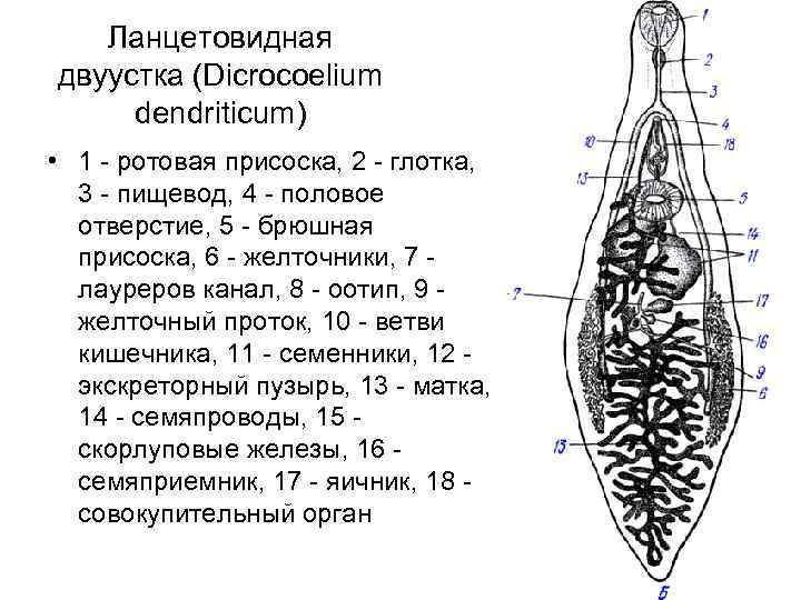 Строение сосальщика