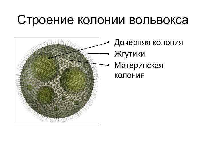 Строение колонии вольвокса • Дочерняя колония • Жгутики • Материнская колония 