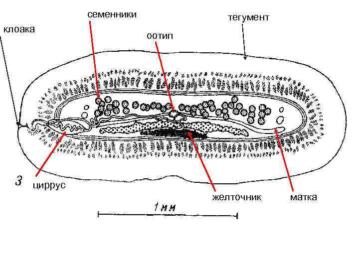 семенники клоака тегумент оотип циррус желточник матка 