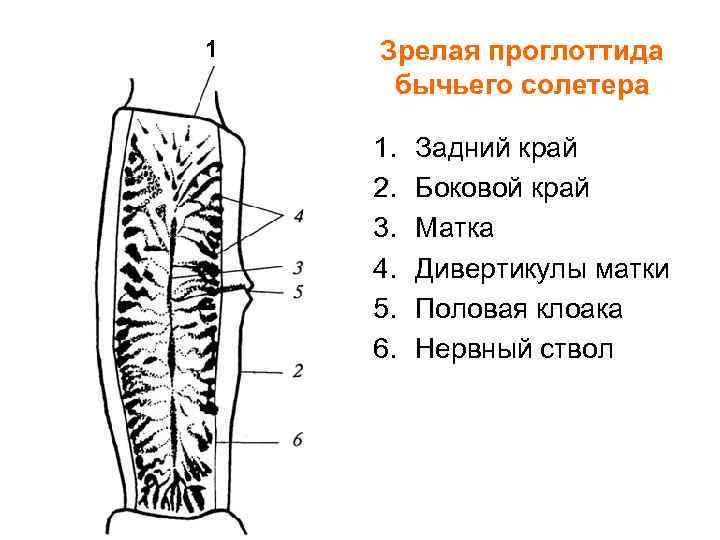 1 Зрелая проглоттида бычьего солетера 1. 2. 3. 4. 5. 6. Задний край Боковой