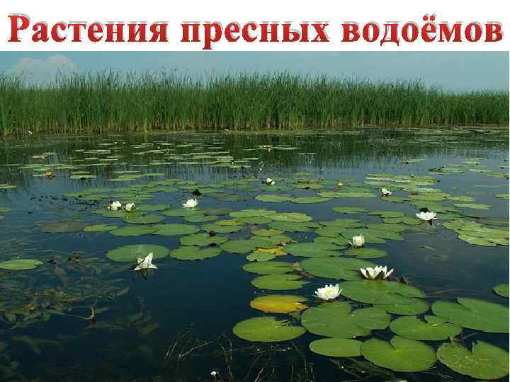 Растения пресных водоёмов 