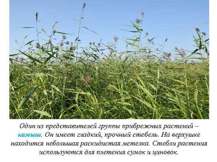 Один из представителей группы прибрежных растений – камыш. Он имеет гладкий, прочный стебель. На