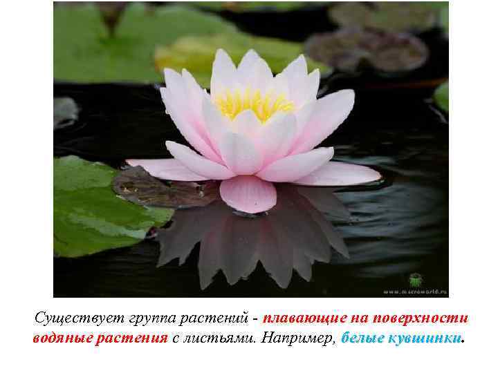 Существует группа растений - плавающие на поверхности водяные растения с листьями. Например, белые кувшинки