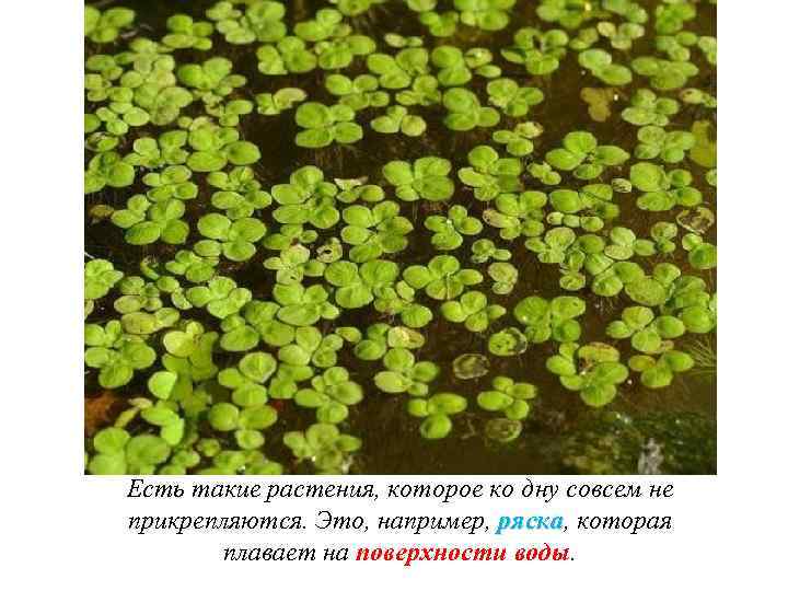 Есть такие растения, которое ко дну совсем не прикрепляются. Это, например, ряска, которая ряска