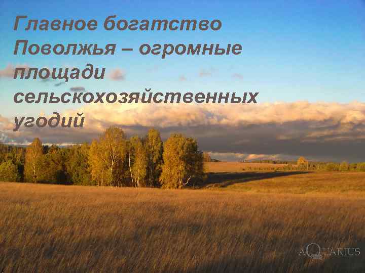 Главное богатство Поволжья – огромные площади сельскохозяйственных угодий 