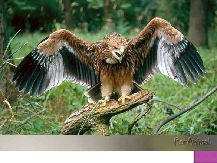 55 видов зверей и 200 видов птиц. От крошечных землероек до лосей, от королька