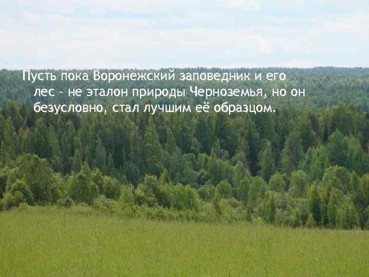 Пусть пока Воронежский заповедник и его лес – не эталон природы Черноземья, но он